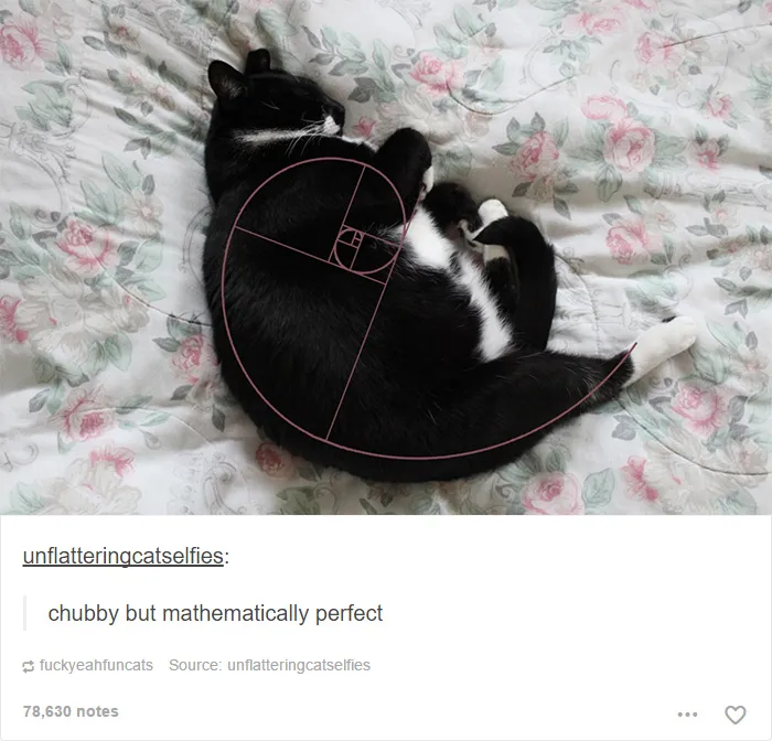 60 Cat Posts On Tumblr That Are Impossible Not To Laugh At