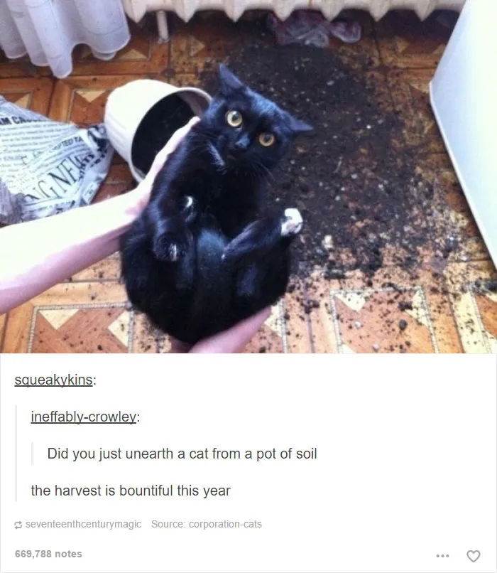 60 Cat Posts On Tumblr That Are Impossible Not To Laugh At