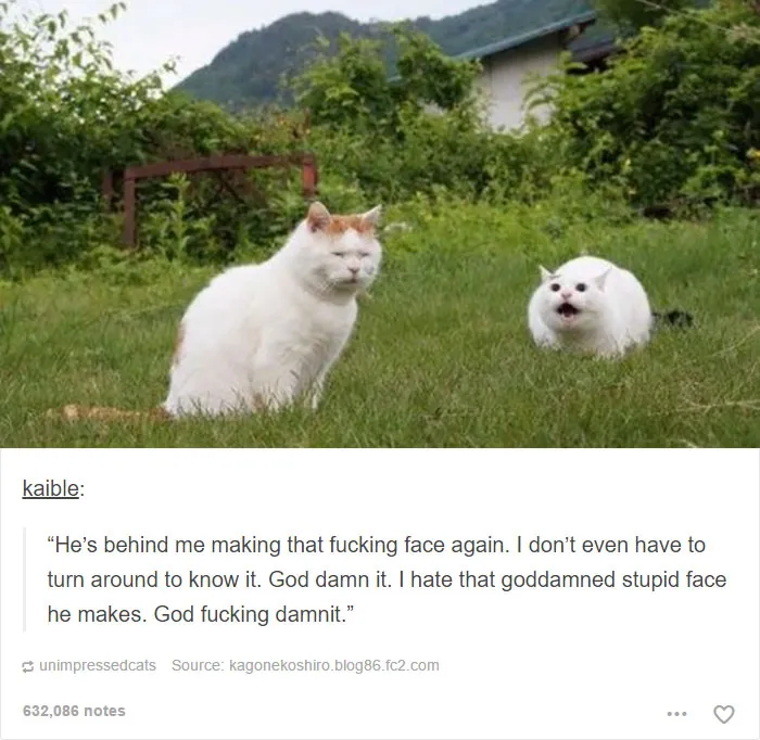 60 Cat Posts On Tumblr That Are Impossible Not To Laugh At