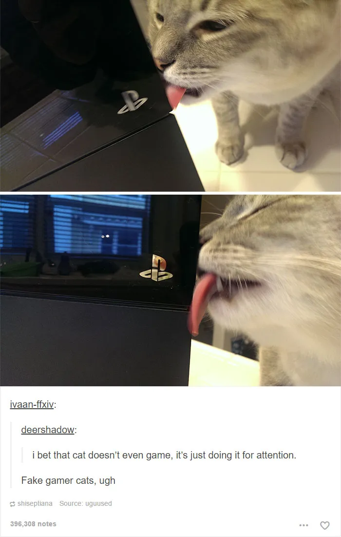 60 Cat Posts On Tumblr That Are Impossible Not To Laugh At