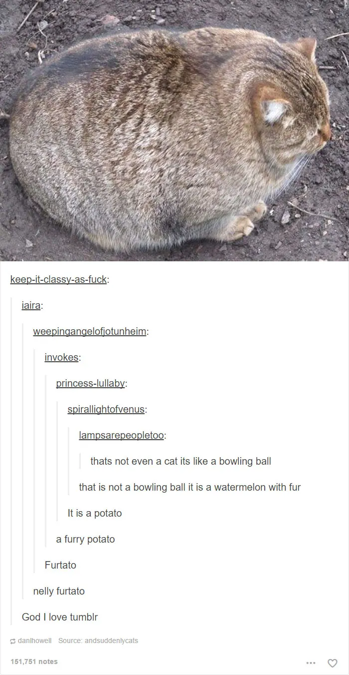 60 Cat Posts On Tumblr That Are Impossible Not To Laugh At