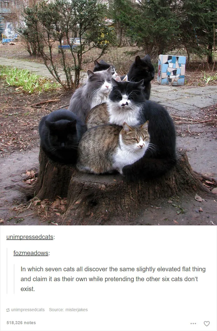 60 Cat Posts On Tumblr That Are Impossible Not To Laugh At