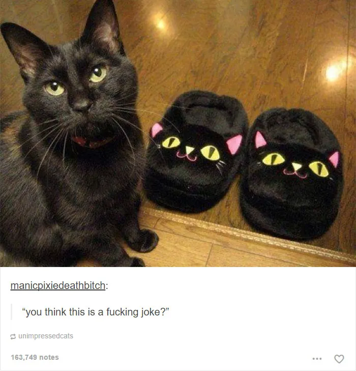 60 Cat Posts On Tumblr That Are Impossible Not To Laugh At