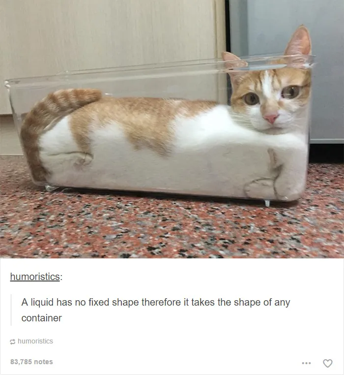 60 Cat Posts On Tumblr That Are Impossible Not To Laugh At