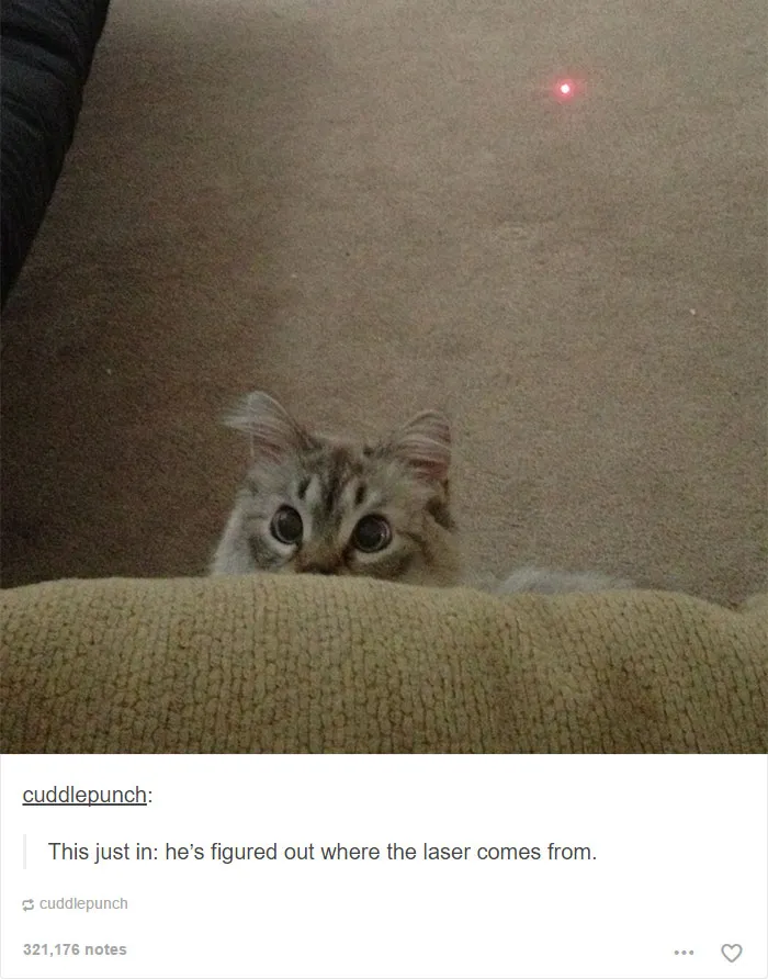 60 Cat Posts On Tumblr That Are Impossible Not To Laugh At