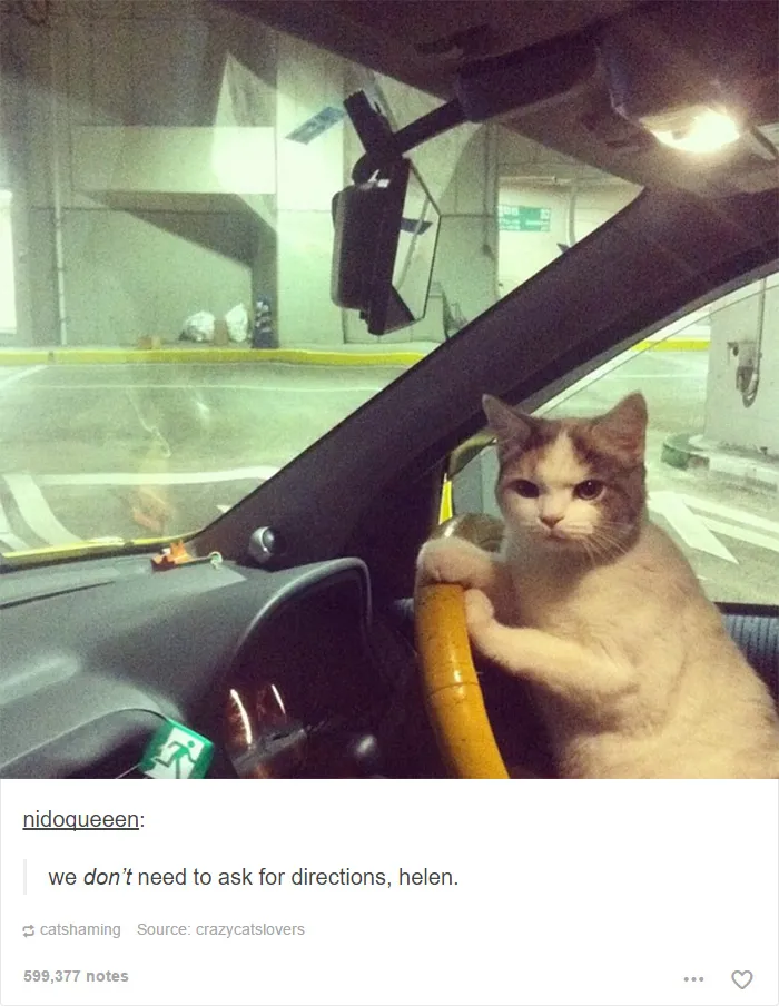 60 Cat Posts On Tumblr That Are Impossible Not To Laugh At