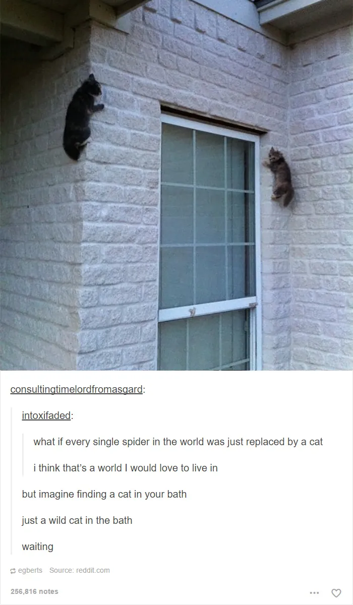 60 Cat Posts On Tumblr That Are Impossible Not To Laugh At