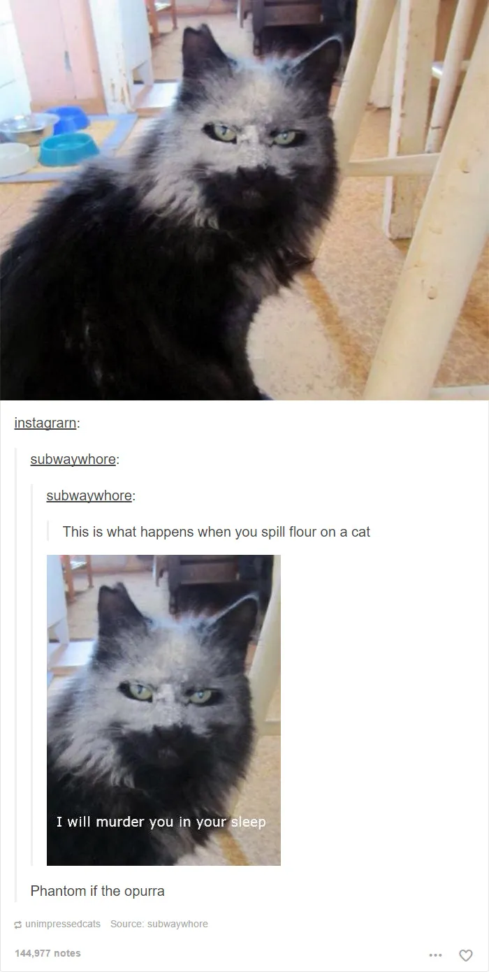 60 Cat Posts On Tumblr That Are Impossible Not To Laugh At