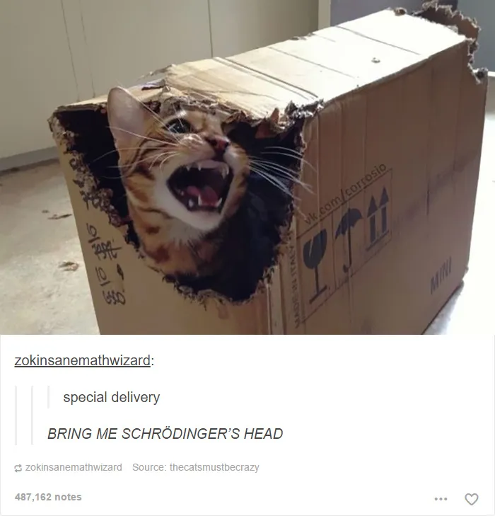 60 Cat Posts On Tumblr That Are Impossible Not To Laugh At