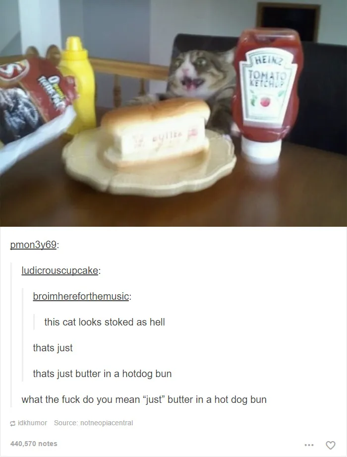 60 Cat Posts On Tumblr That Are Impossible Not To Laugh At