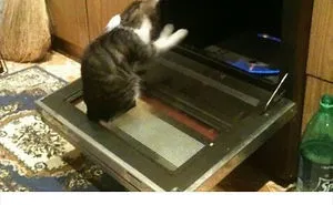 60 Cat Posts On Tumblr That Are Impossible Not To Laugh At