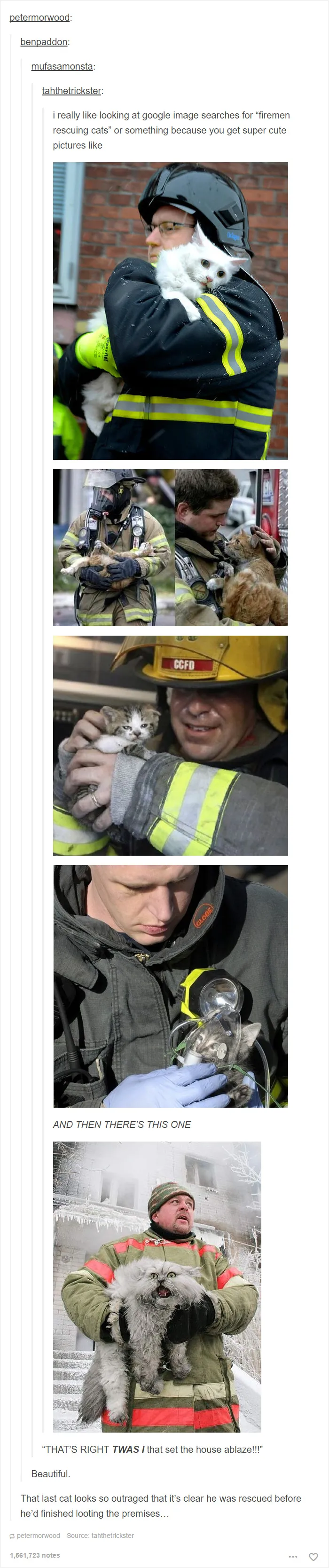 60 Cat Posts On Tumblr That Are Impossible Not To Laugh At