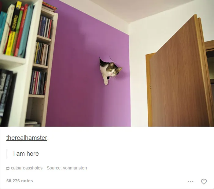60 Cat Posts On Tumblr That Are Impossible Not To Laugh At