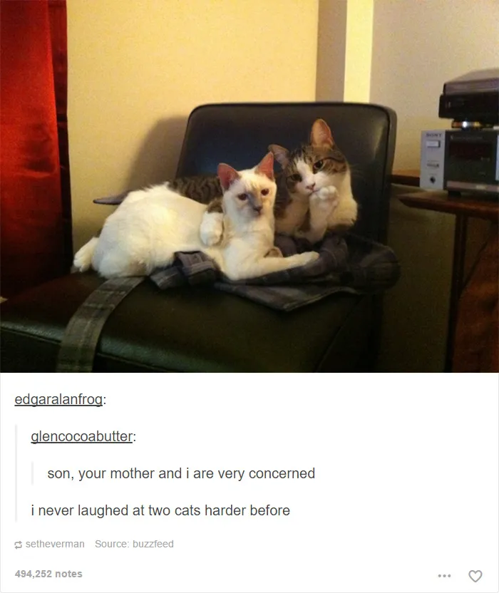 60 Cat Posts On Tumblr That Are Impossible Not To Laugh At