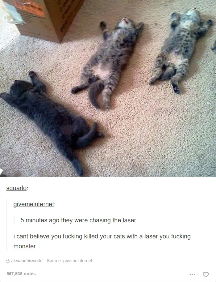 60 Cat Posts On Tumblr That Are Impossible Not To Laugh At