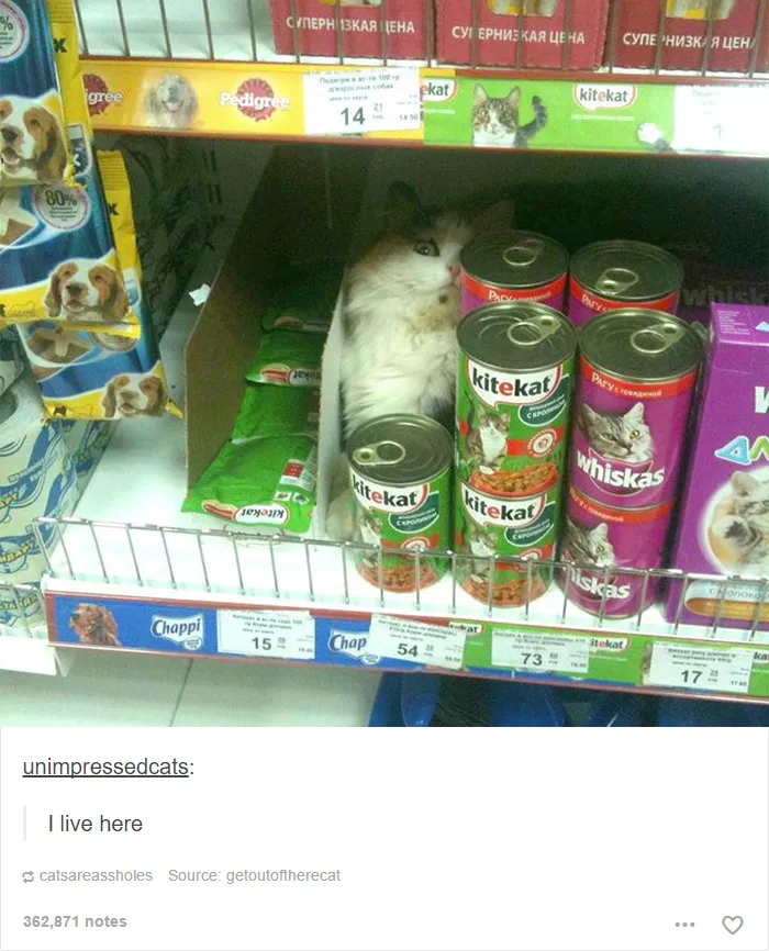 60 Cat Posts On Tumblr That Are Impossible Not To Laugh At