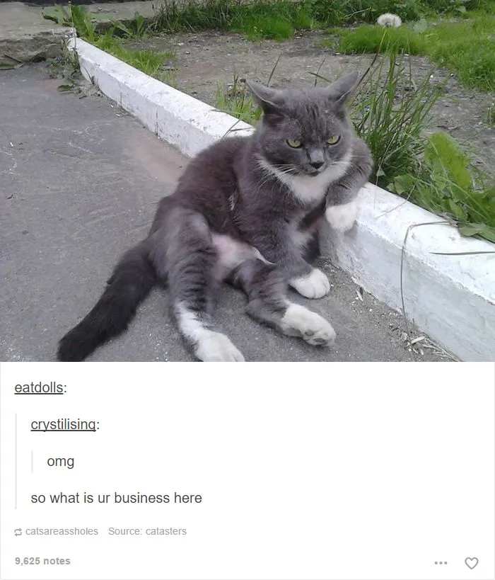 60 Cat Posts On Tumblr That Are Impossible Not To Laugh At