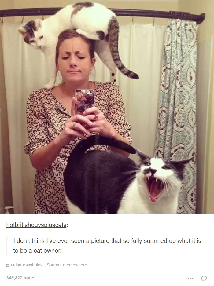 60 Cat Posts On Tumblr That Are Impossible Not To Laugh At