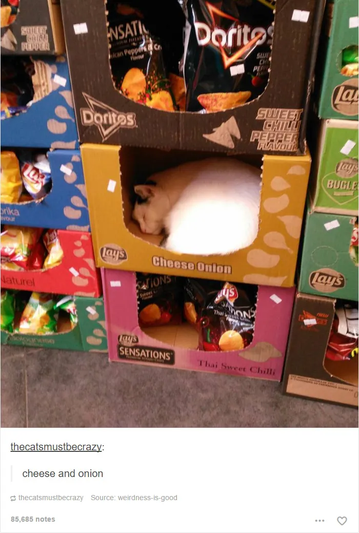 60 Cat Posts On Tumblr That Are Impossible Not To Laugh At