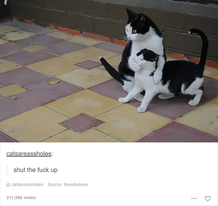 60 Cat Posts On Tumblr That Are Impossible Not To Laugh At