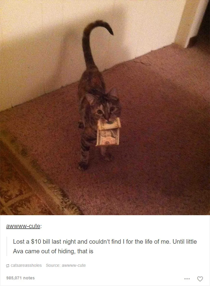 60 Cat Posts On Tumblr That Are Impossible Not To Laugh At