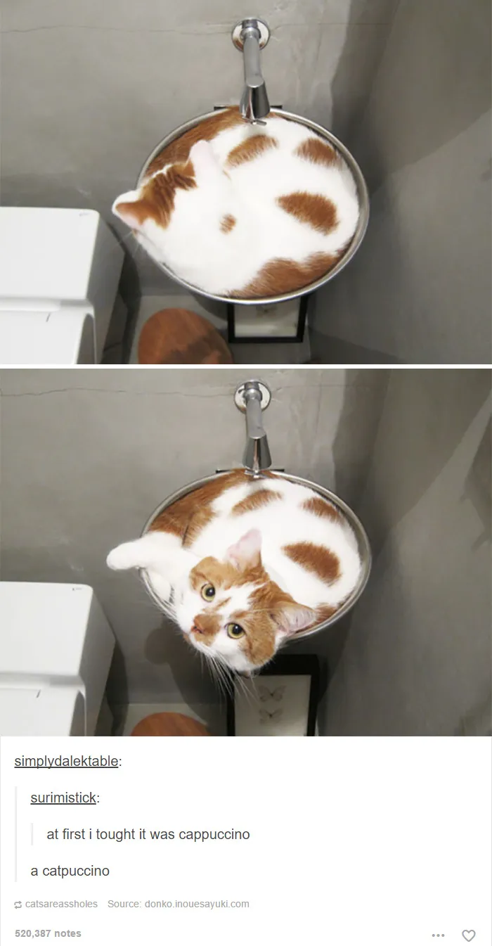 60 Cat Posts On Tumblr That Are Impossible Not To Laugh At