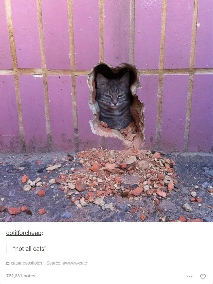 60 Cat Posts On Tumblr That Are Impossible Not To Laugh At
