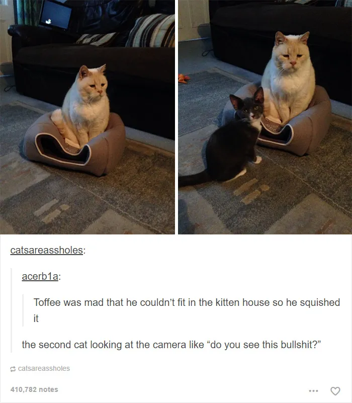 60 Cat Posts On Tumblr That Are Impossible Not To Laugh At