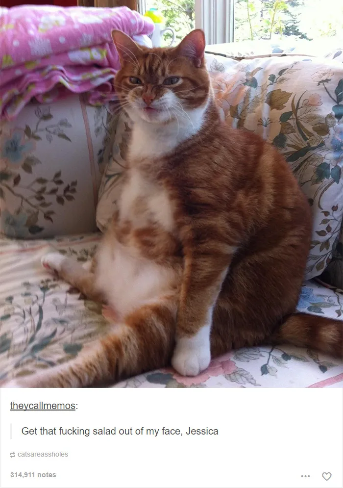 60 Cat Posts On Tumblr That Are Impossible Not To Laugh At