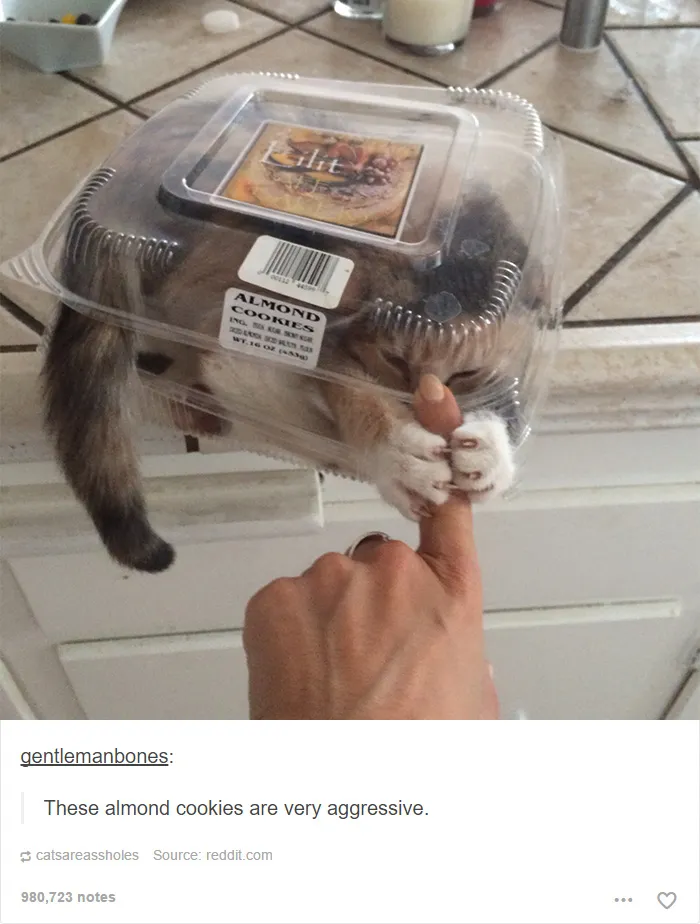 60 Cat Posts On Tumblr That Are Impossible Not To Laugh At