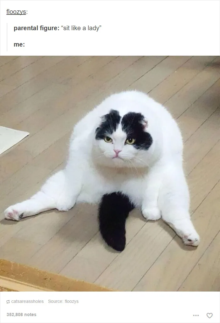 60 Cat Posts On Tumblr That Are Impossible Not To Laugh At