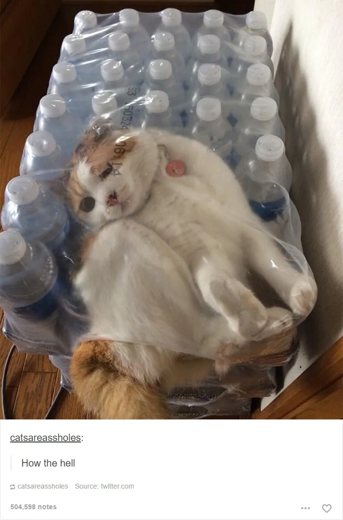 60 Cat Posts On Tumblr That Are Impossible Not To Laugh At
