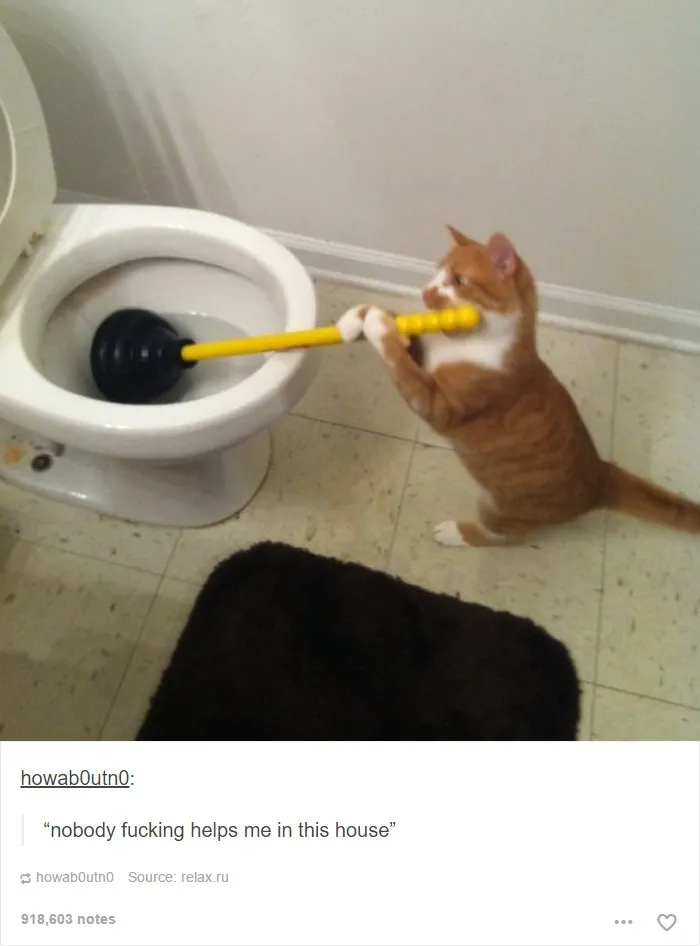60 Cat Posts On Tumblr That Are Impossible Not To Laugh At