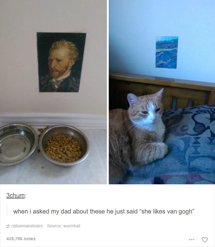 60 Cat Posts On Tumblr That Are Impossible Not To Laugh At