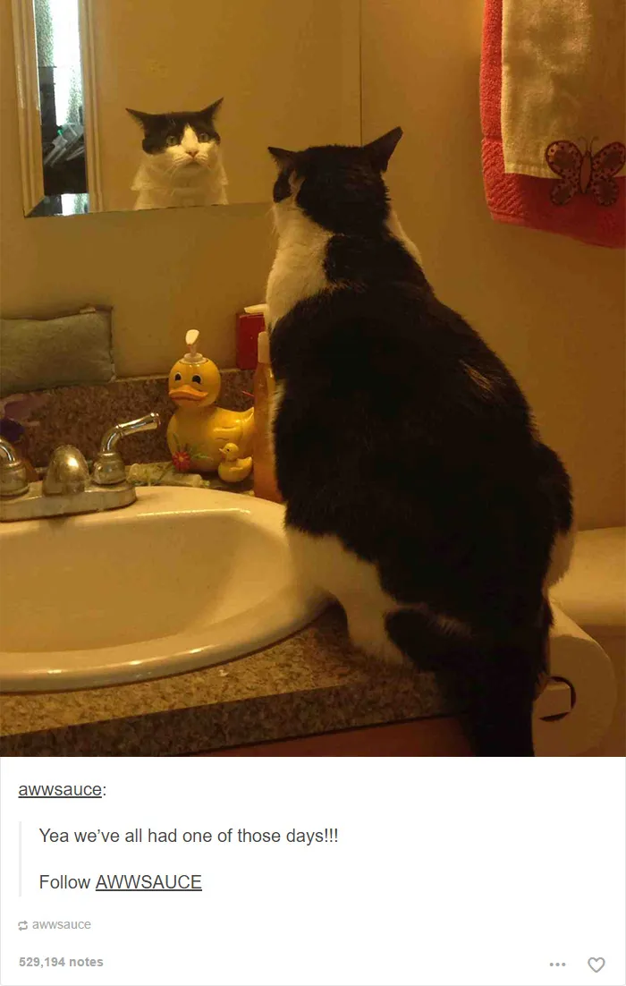 60 Cat Posts On Tumblr That Are Impossible Not To Laugh At