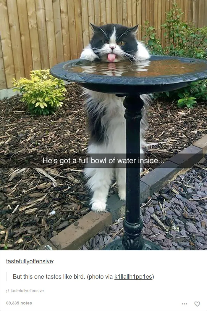 60 Cat Posts On Tumblr That Are Impossible Not To Laugh At