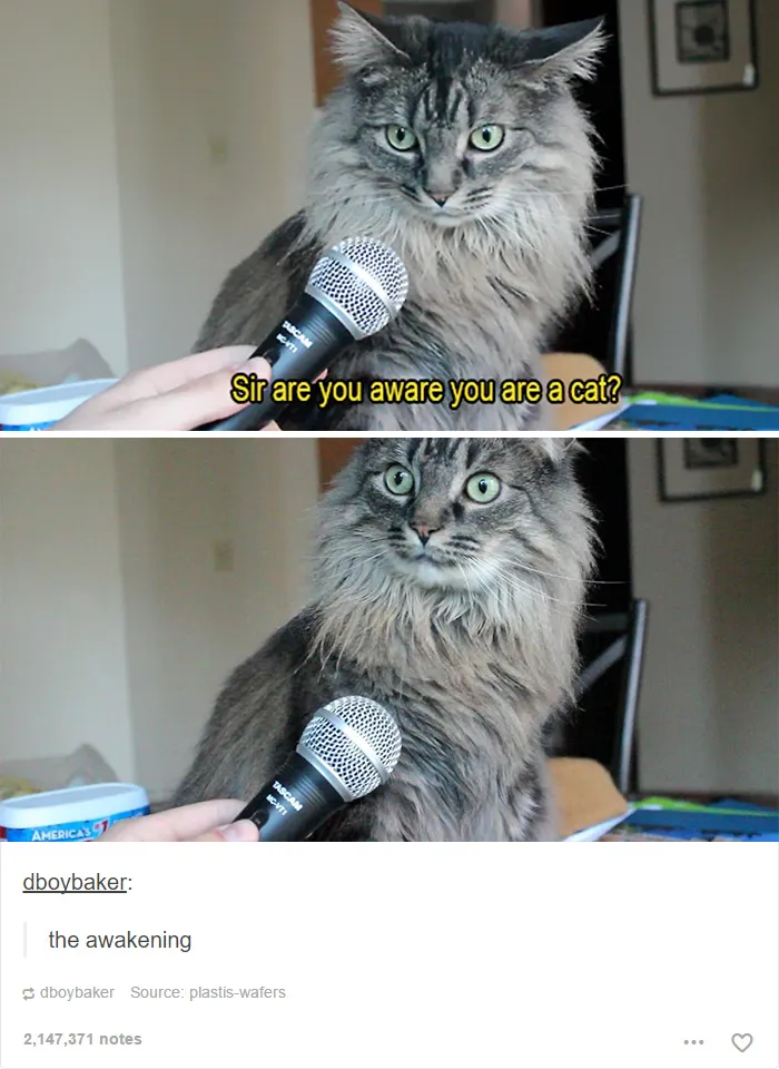 60 Cat Posts On Tumblr That Are Impossible Not To Laugh At