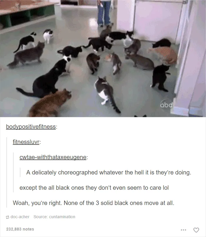 60 Cat Posts On Tumblr That Are Impossible Not To Laugh At