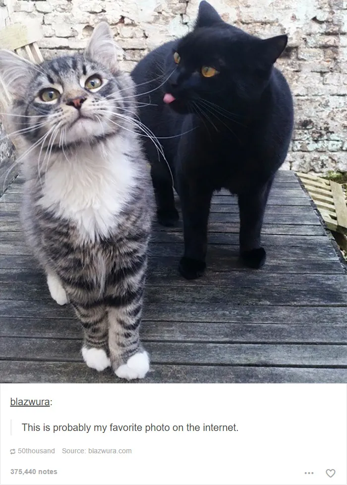 60 Cat Posts On Tumblr That Are Impossible Not To Laugh At