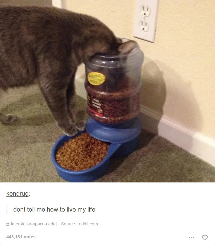 60 Cat Posts On Tumblr That Are Impossible Not To Laugh At