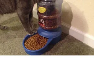 60 Cat Posts On Tumblr That Are Impossible Not To Laugh At