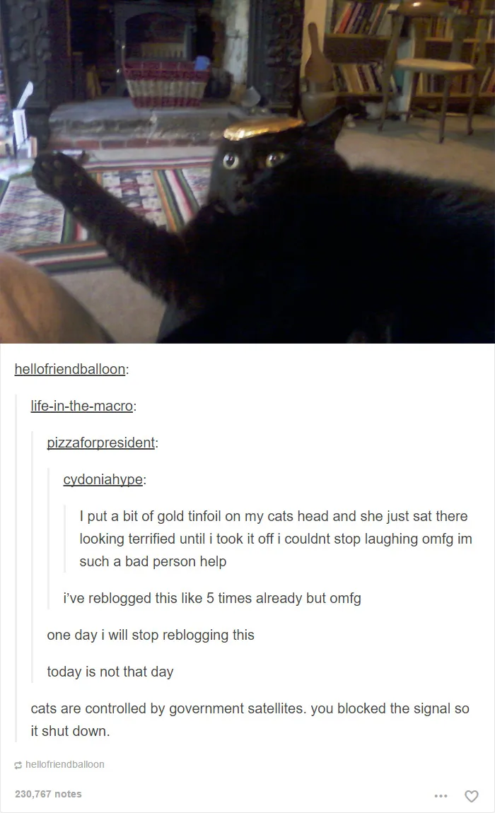 60 Cat Posts On Tumblr That Are Impossible Not To Laugh At