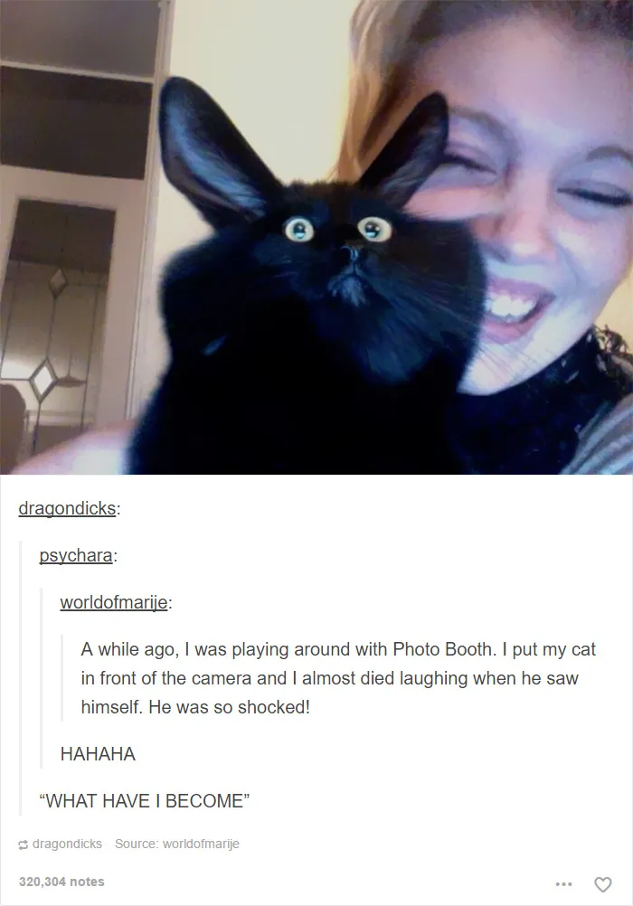 60 Cat Posts On Tumblr That Are Impossible Not To Laugh At