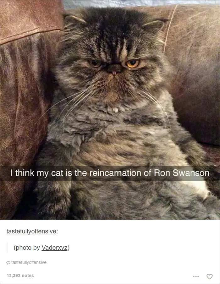 60 Cat Posts On Tumblr That Are Impossible Not To Laugh At