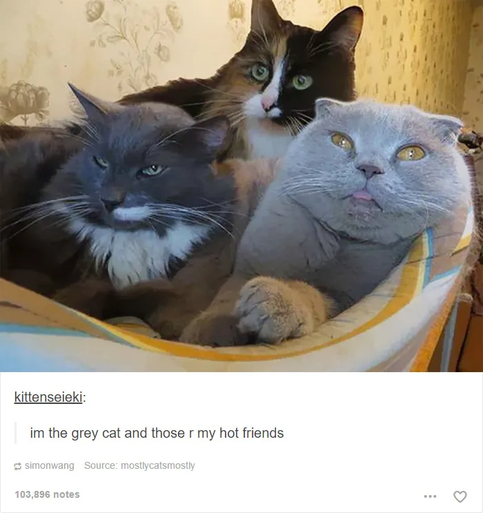 60 Cat Posts On Tumblr That Are Impossible Not To Laugh At