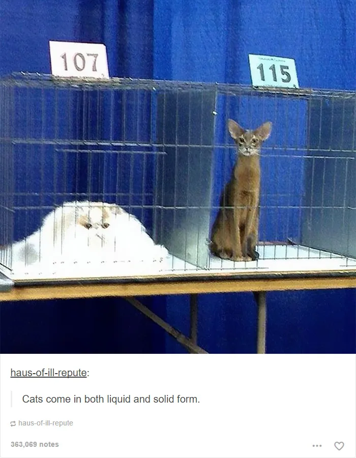 60 Cat Posts On Tumblr That Are Impossible Not To Laugh At