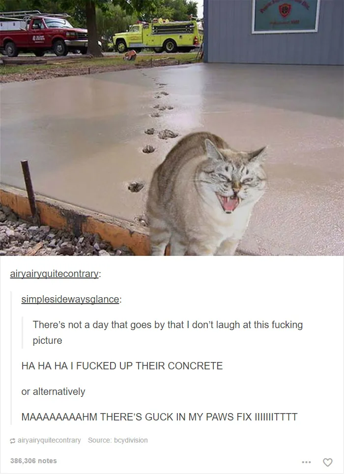 60 Cat Posts On Tumblr That Are Impossible Not To Laugh At