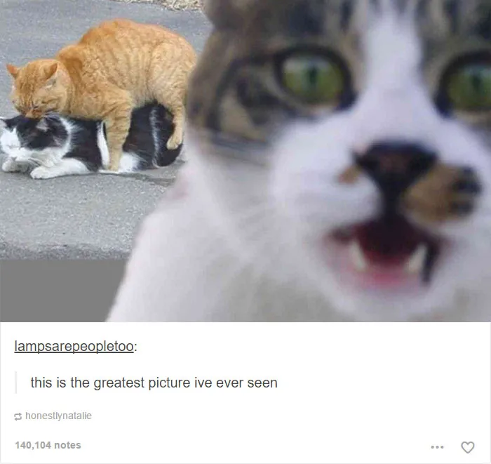 60 Cat Posts On Tumblr That Are Impossible Not To Laugh At