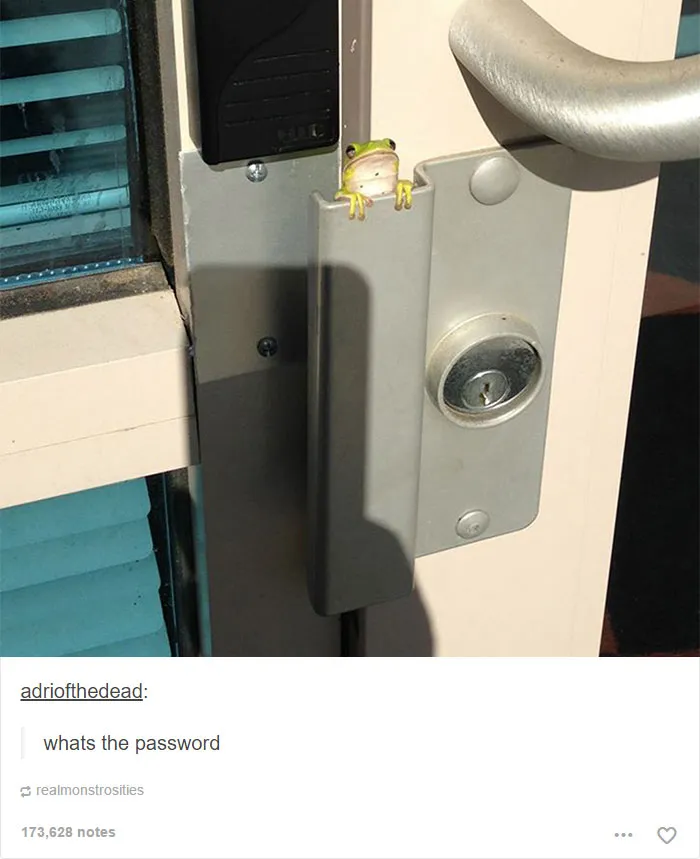 64 Animal Posts On Tumblr That Are Impossible Not To Laugh At