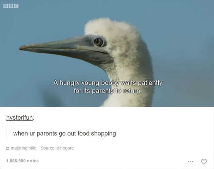 64 Animal Posts On Tumblr That Are Impossible Not To Laugh At